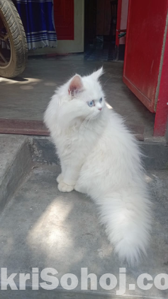 Pursian cat female  tripple coat